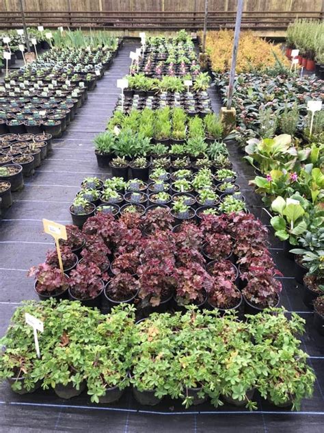 Everglades nursery - We are glad to hear that you are happy with the plants that you received from Everglades Farm. Please provide a 5-star review thru the link below